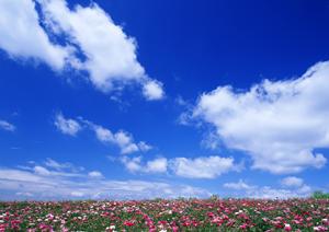 自毛植毛の費用を徹底解説！施術内容から選び方まで知っておきたいポイント